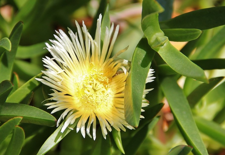 Карпобротус турецкий