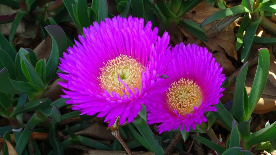 Карпобротус ацинациформис (саблеобразный)