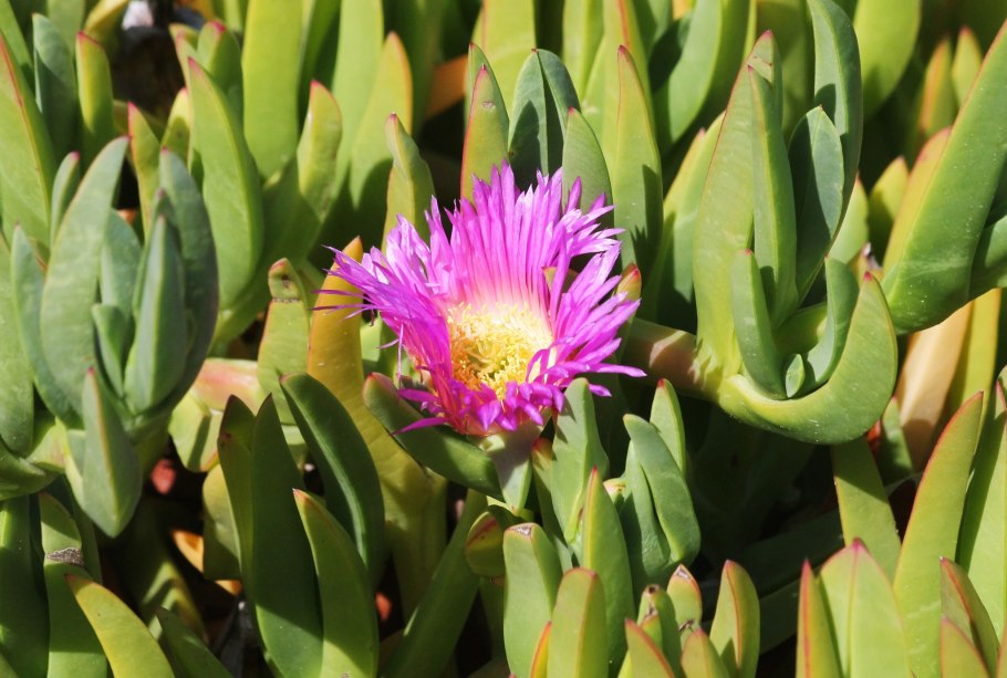 Карпобротус съедобный