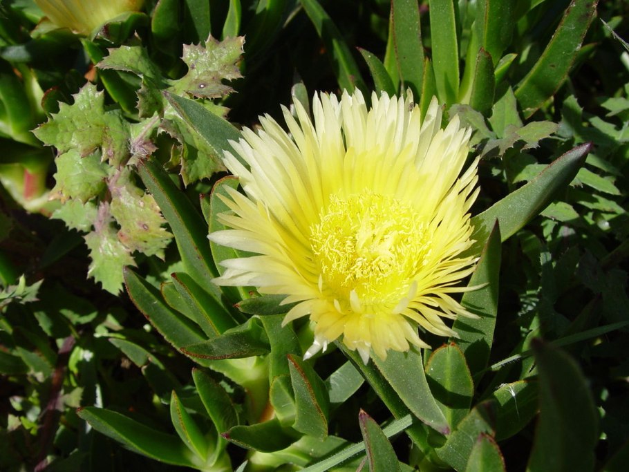 Carpobrotus glaucescens