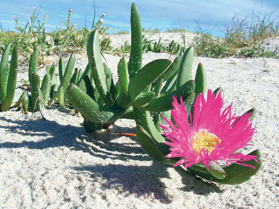 Суккулент Карпобротус жёлтый