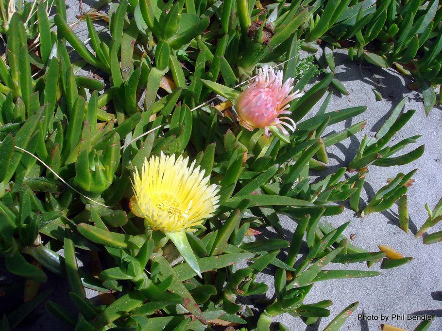 Carpobrotus edulis (Карпобротус
