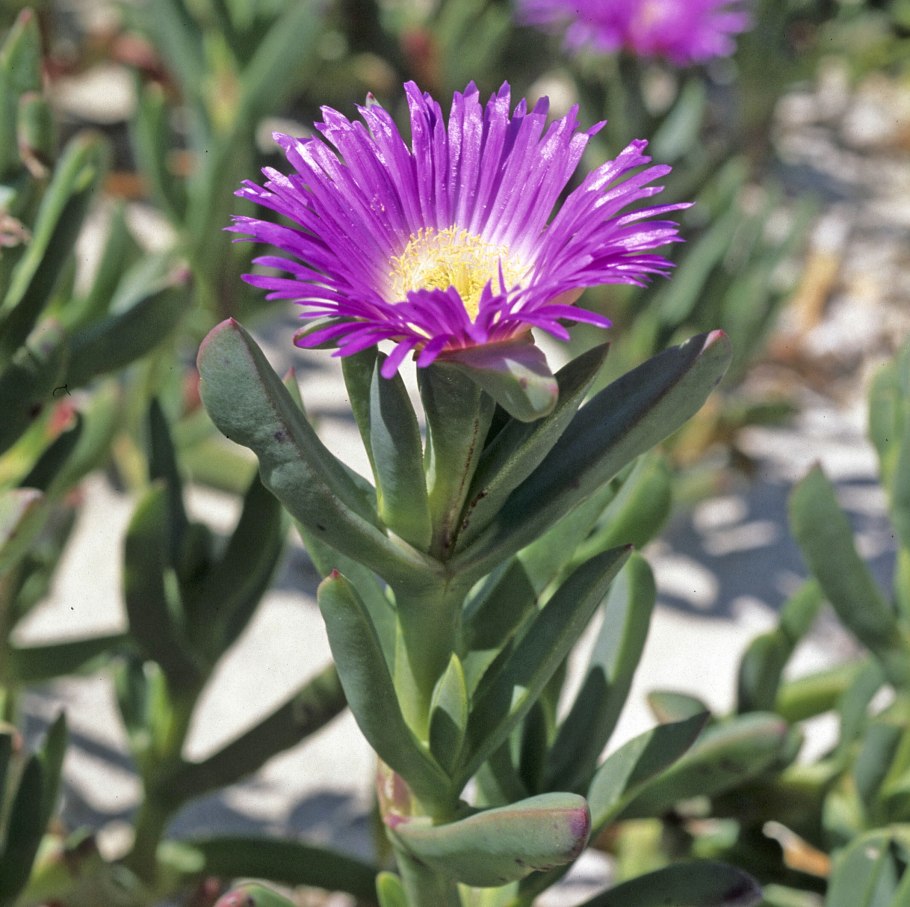 Carpobrotus glaucescens