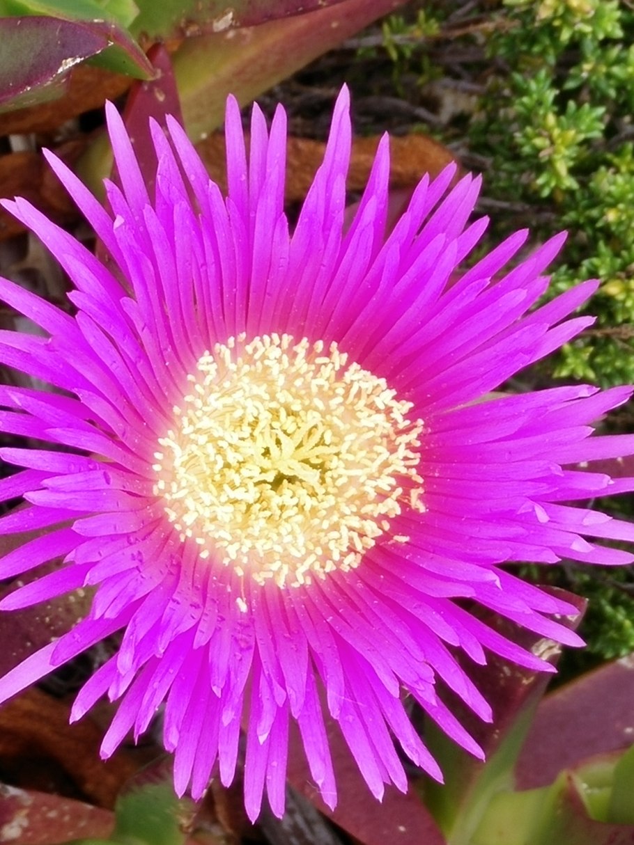 Суккулент Карпобротус