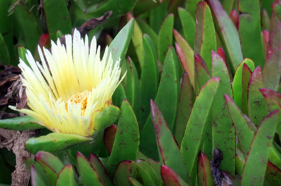 Карпобротус Эдулис