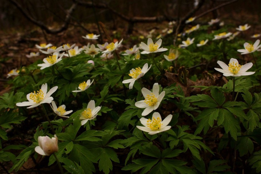 Ветреница Лесная (Anemone Sylvestris)
