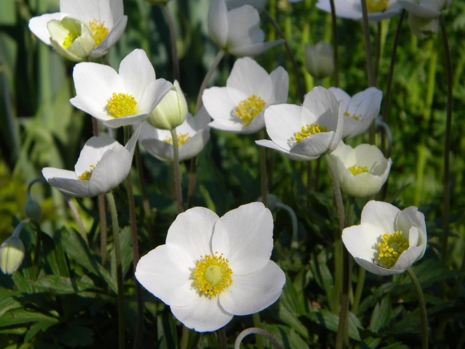 Анемона Лесная Anemone Sylvestris