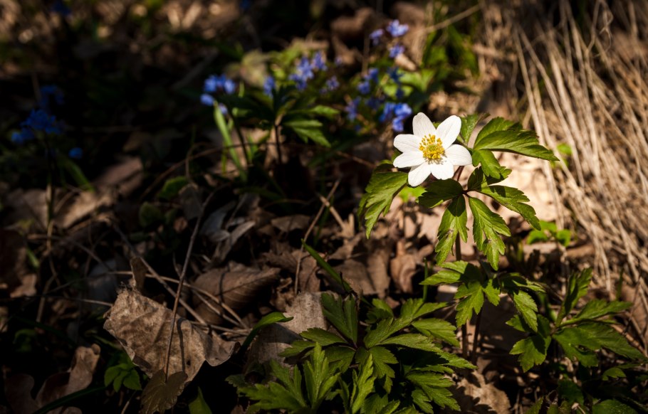 Ветреница Лесная (Anemone Sylvestris)