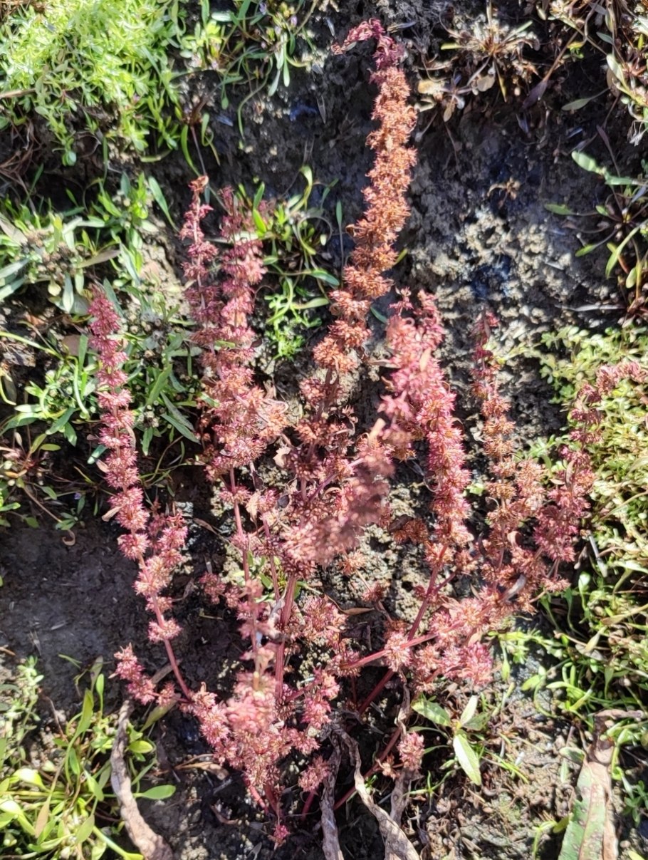 Пряное растение похоже на щавель