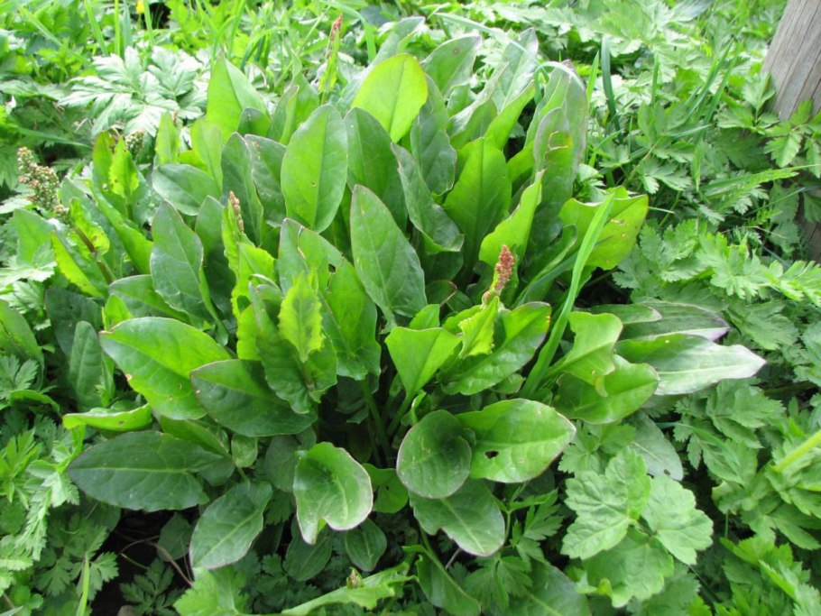 Щавель microgreen