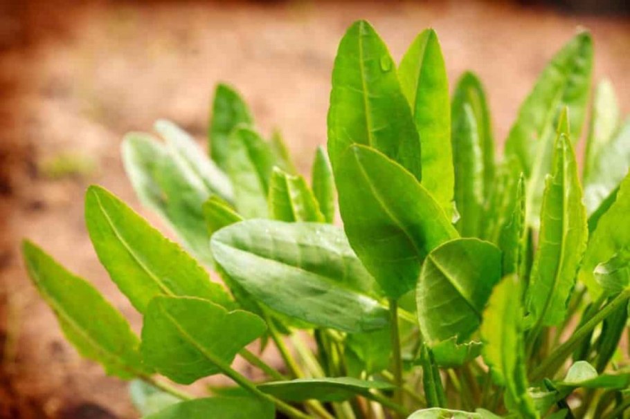 Растение в Туве Хараган