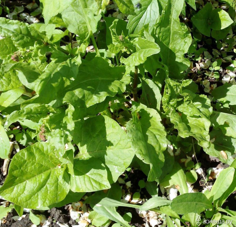 Каким максимум вырастает щавель