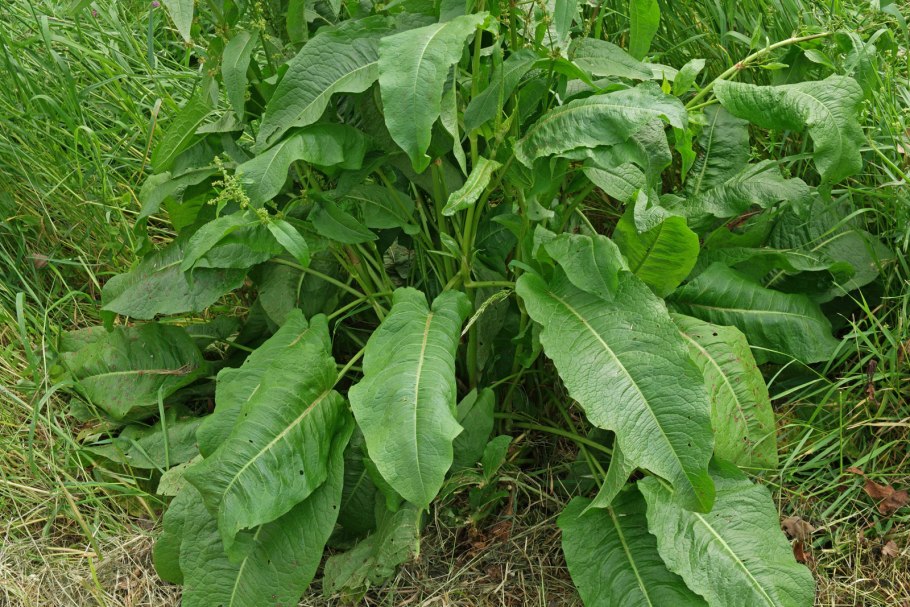 Лопух мокрица щавель Клевер