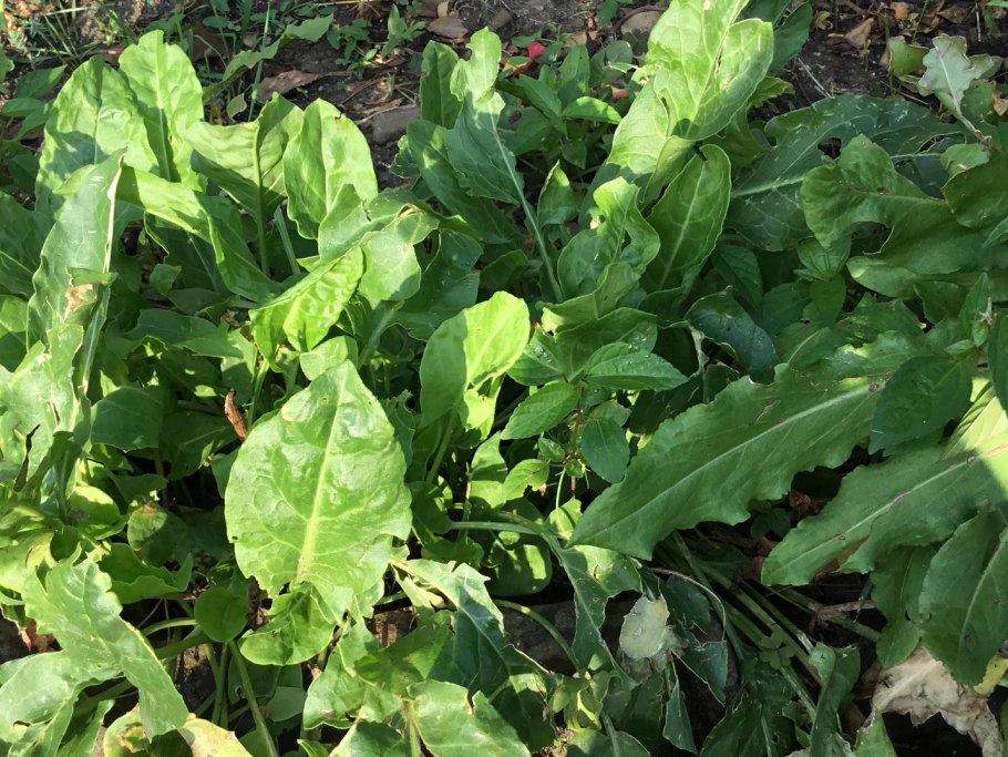 Зелень похожая на щавель