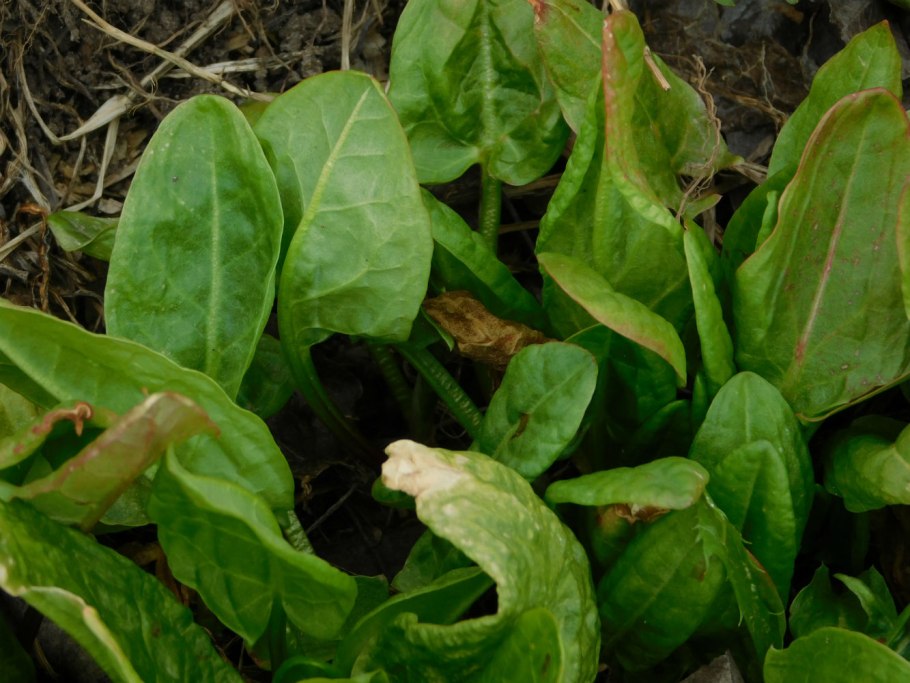 Дикий щавель