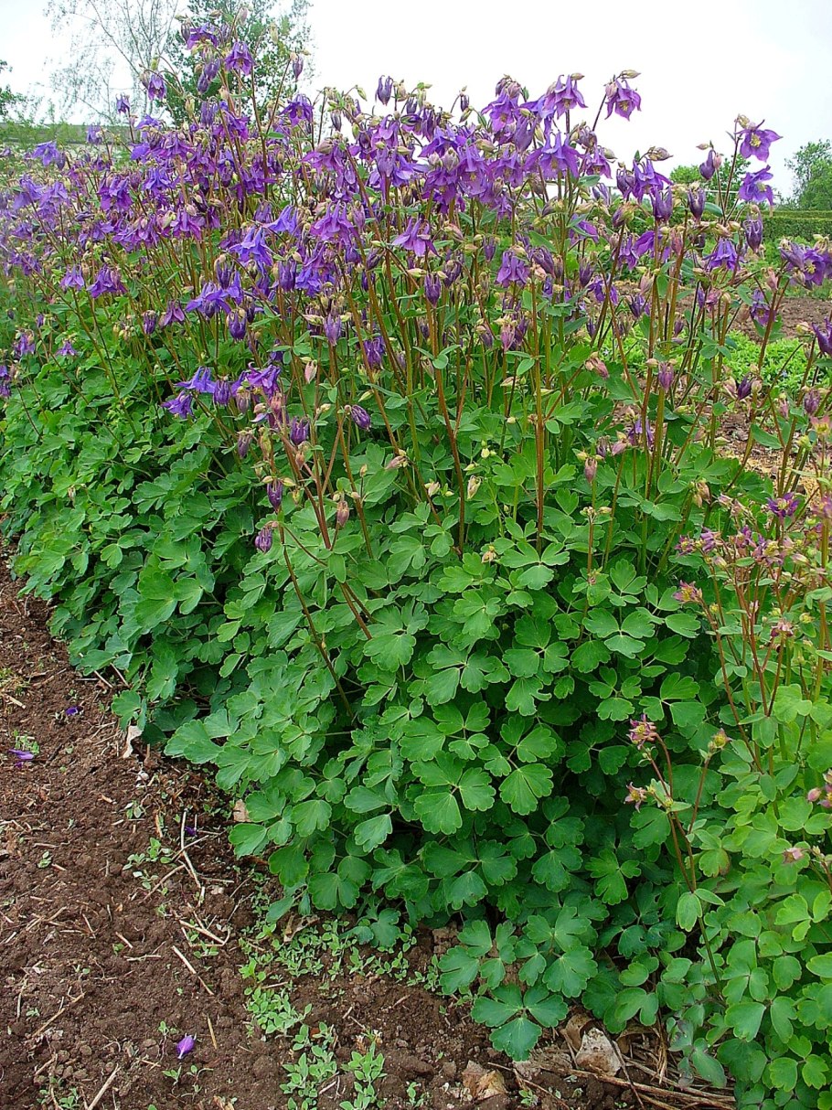 Цветок Аквилегия Колумбина