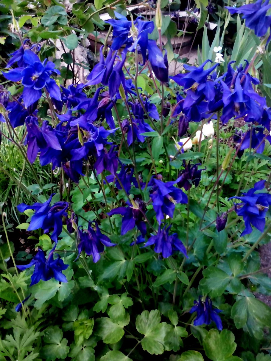 Аквилегия обыкновенная Колумбина