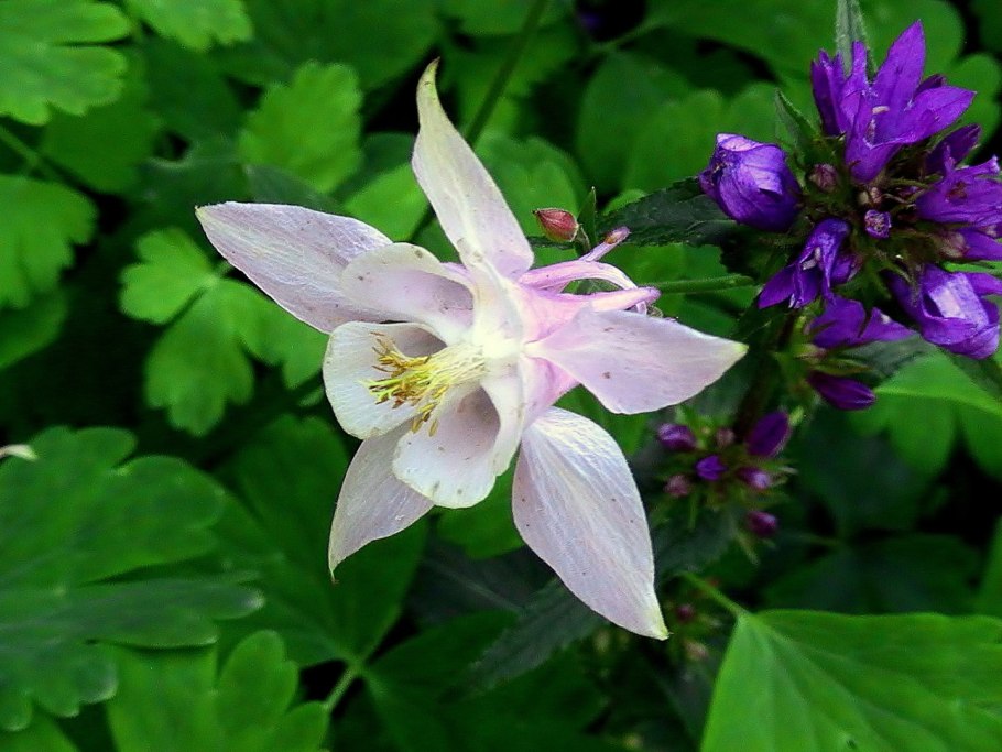 Водосбор Сибирский