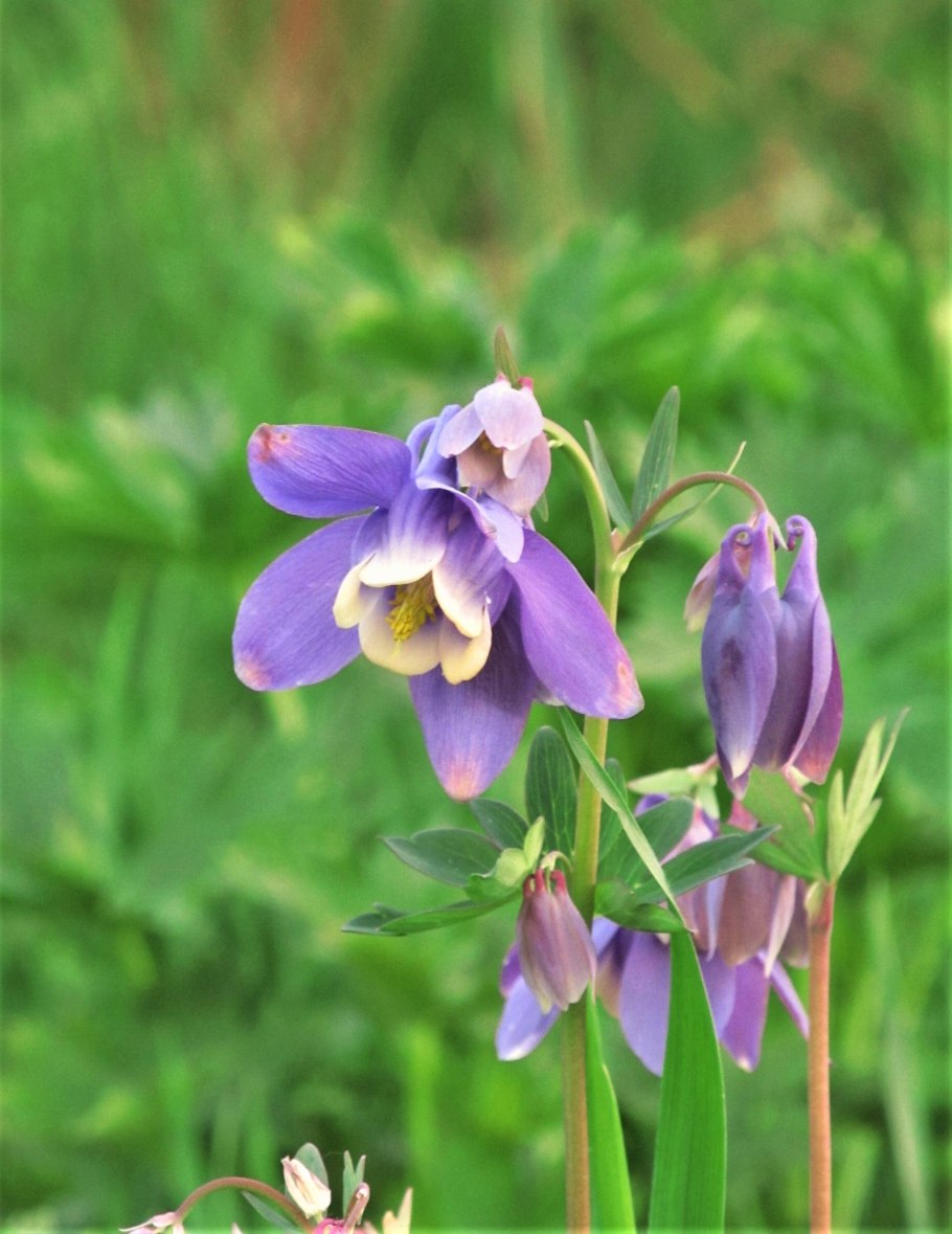 Аквилегия водосбор Орлик