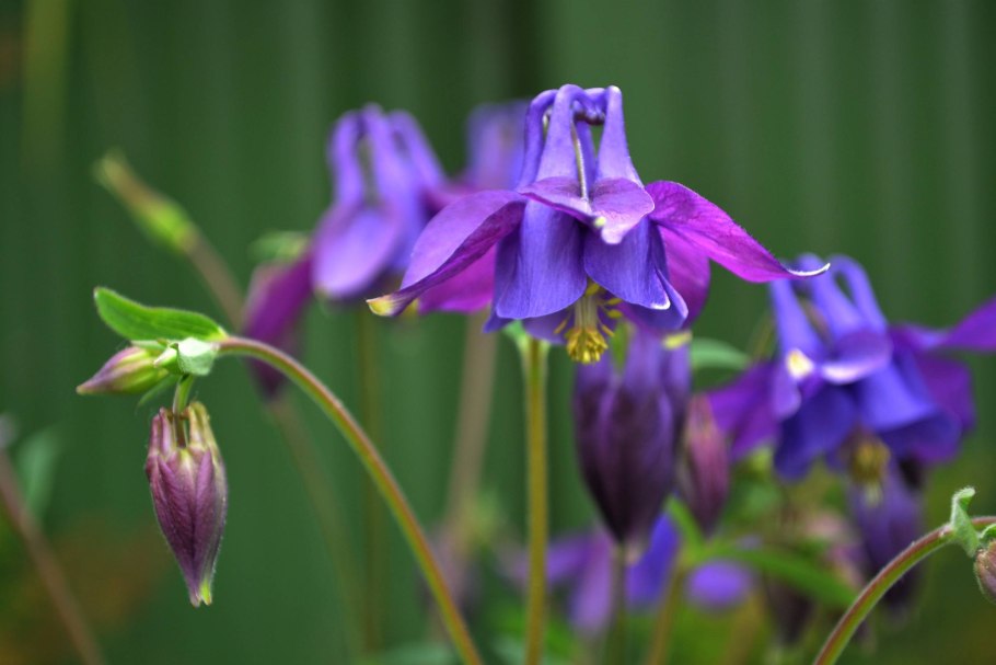 Аквилегия водосбор обыкновенная