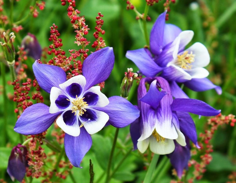 Водосбор цветок Аквилегия