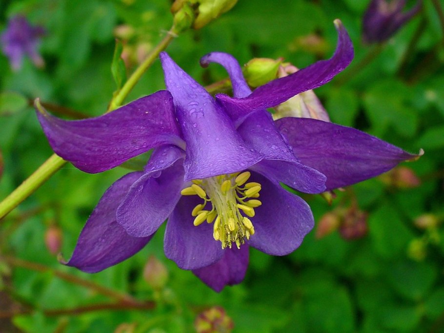 Аквилегия водосбор