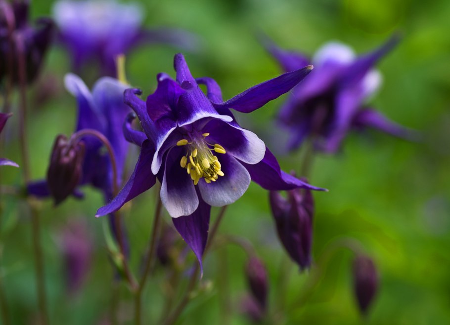 Аквилегия водосбор