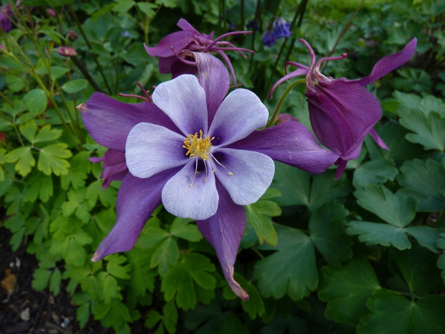 Аквилегия фиолетовая