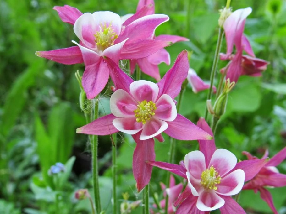 Аквилегия синяя