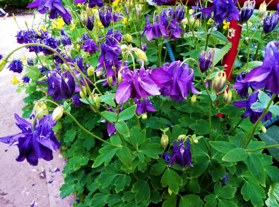 Аквилегия обыкновенная