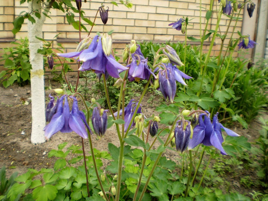 Аквилегия обыкновенная