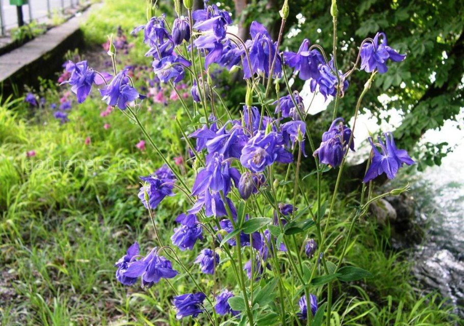 Аквилегия водосбор