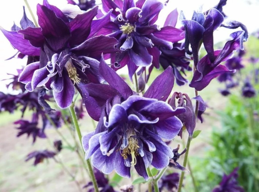 Аквилегия Колумбина