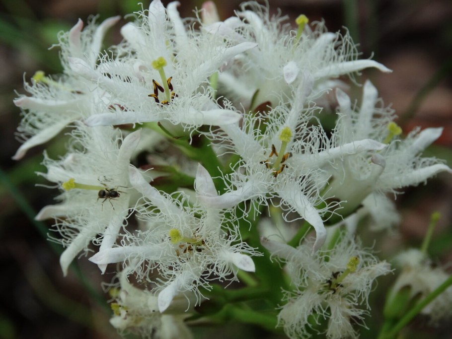 Вахта трехлистная