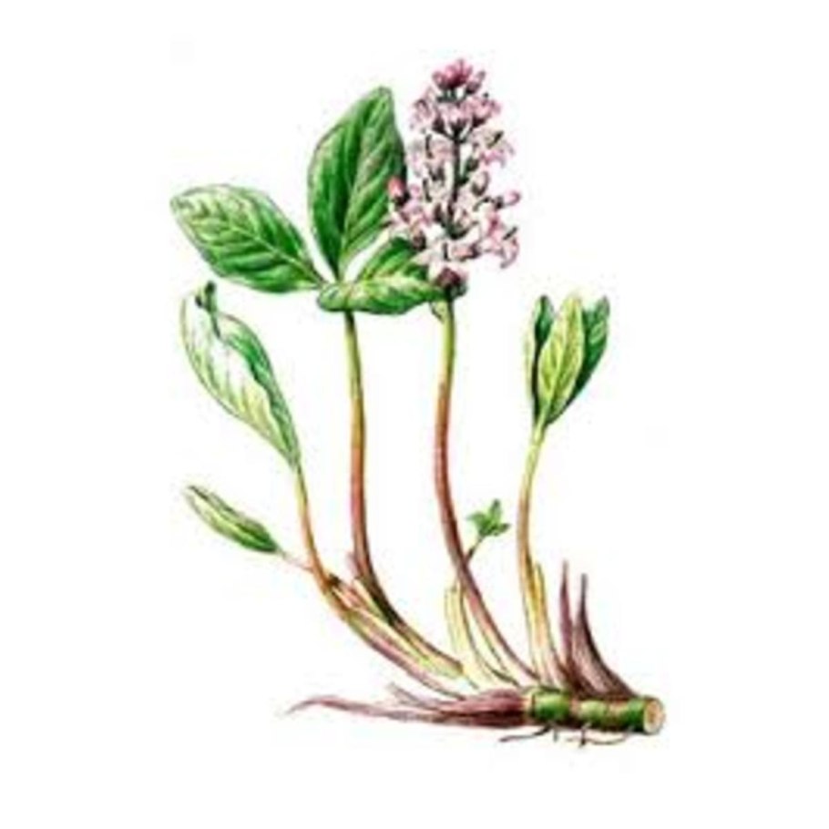 Вахта трехлистная фармакопея