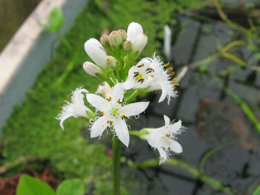 Menyanthes trifoliáta