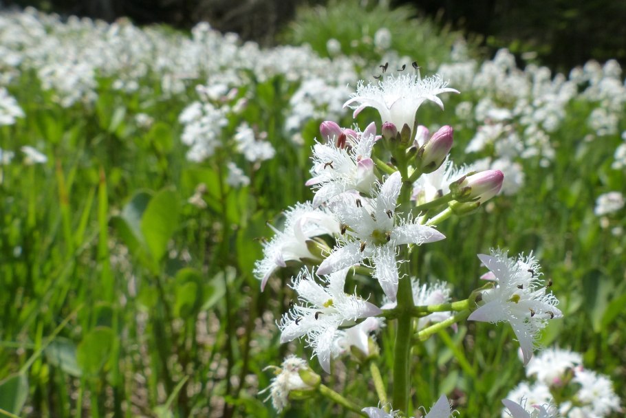 Вахта трехлистная трава