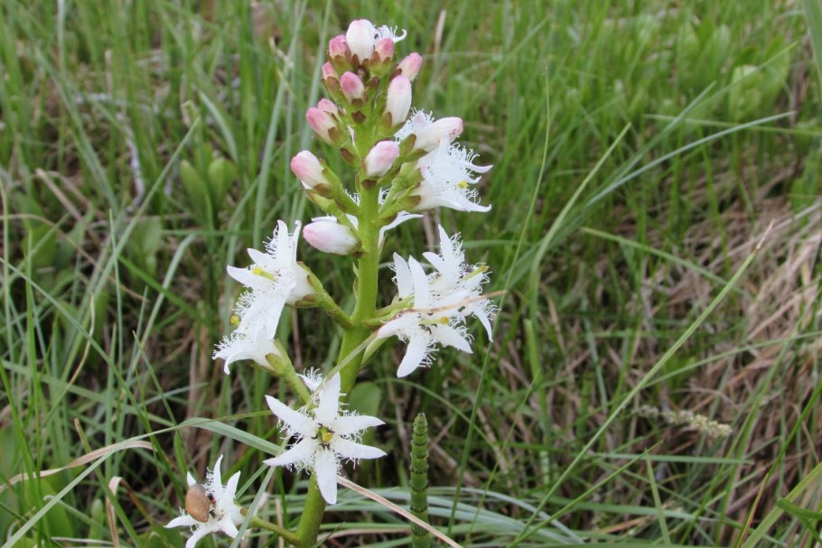 Вахта трёхлистная ярус