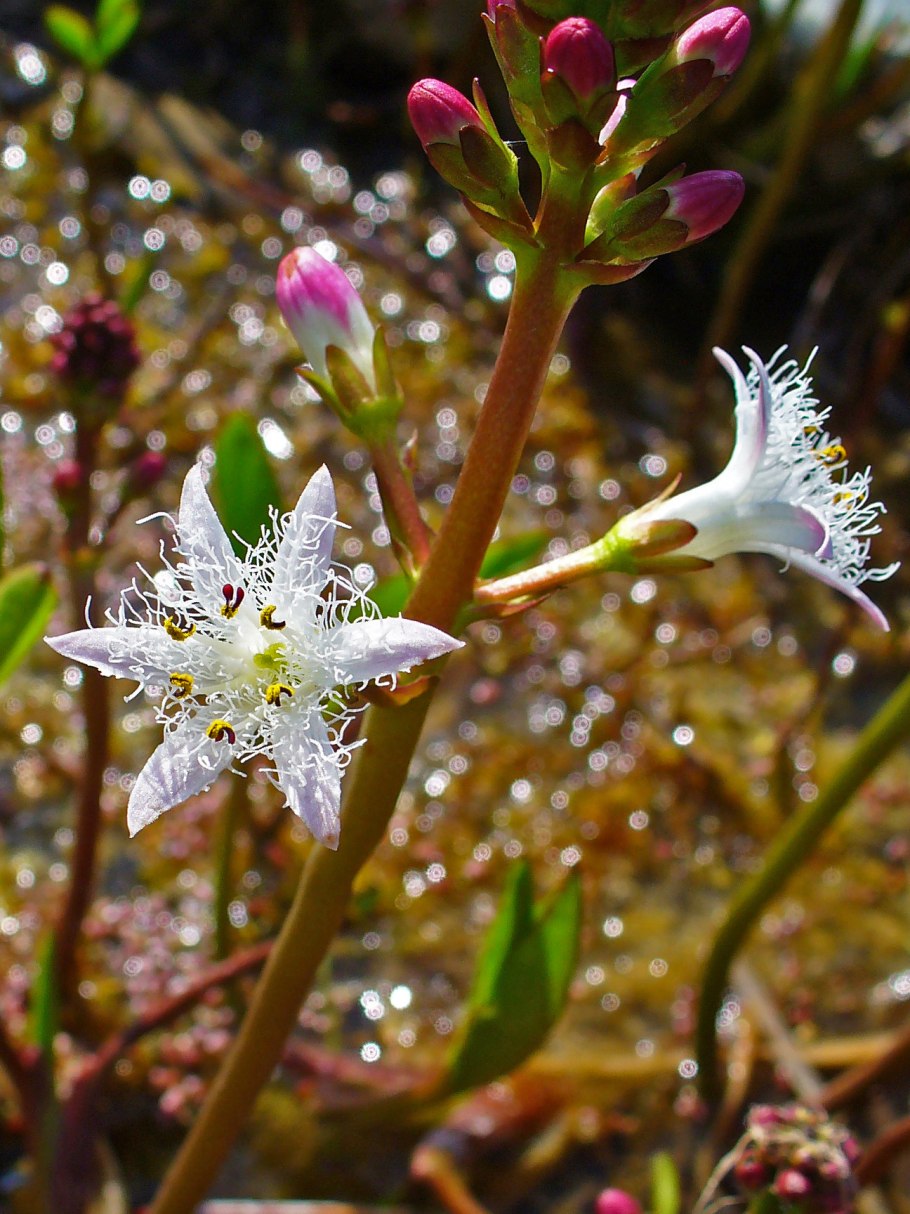 ТРОЕЛИСТКА трава