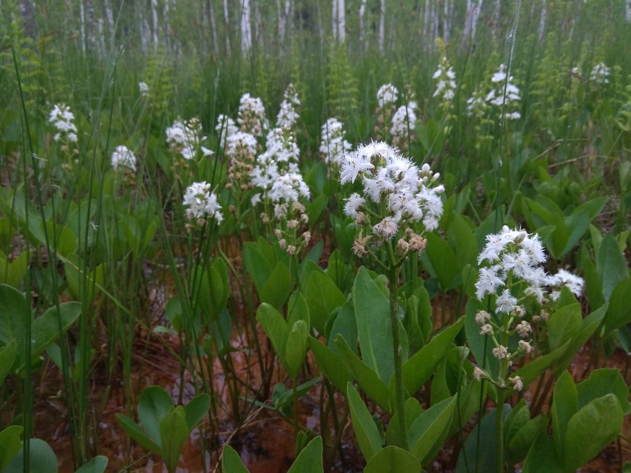 Трилистник трифоль Болотная