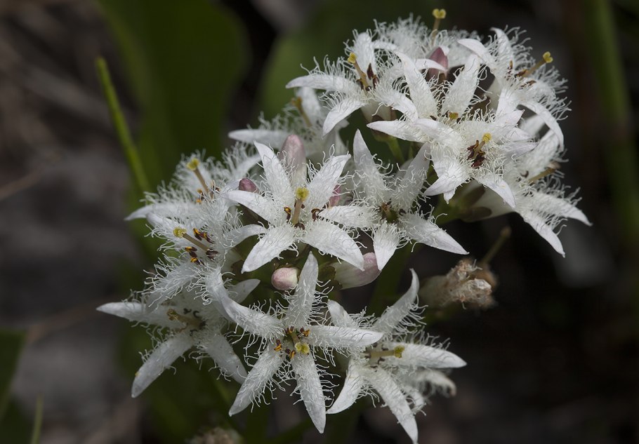 Вахта Menyanthes trifoliata