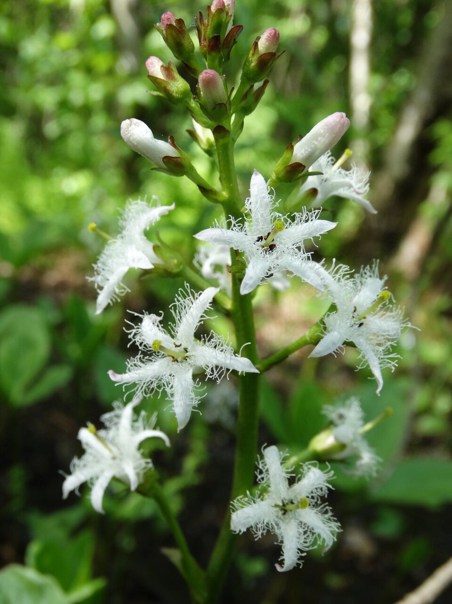 Menyanthes trifoliata