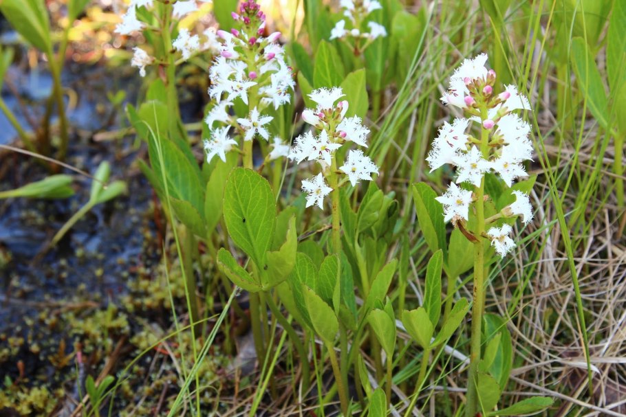 Menyanthes trifoliata