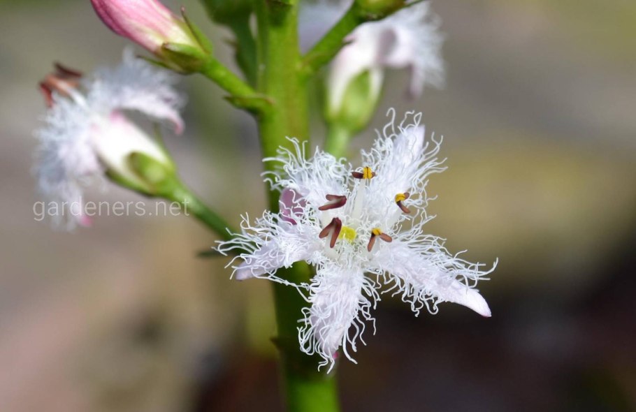 Вахта трехлистная посадка