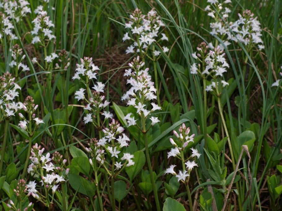 Вахта трехлистная