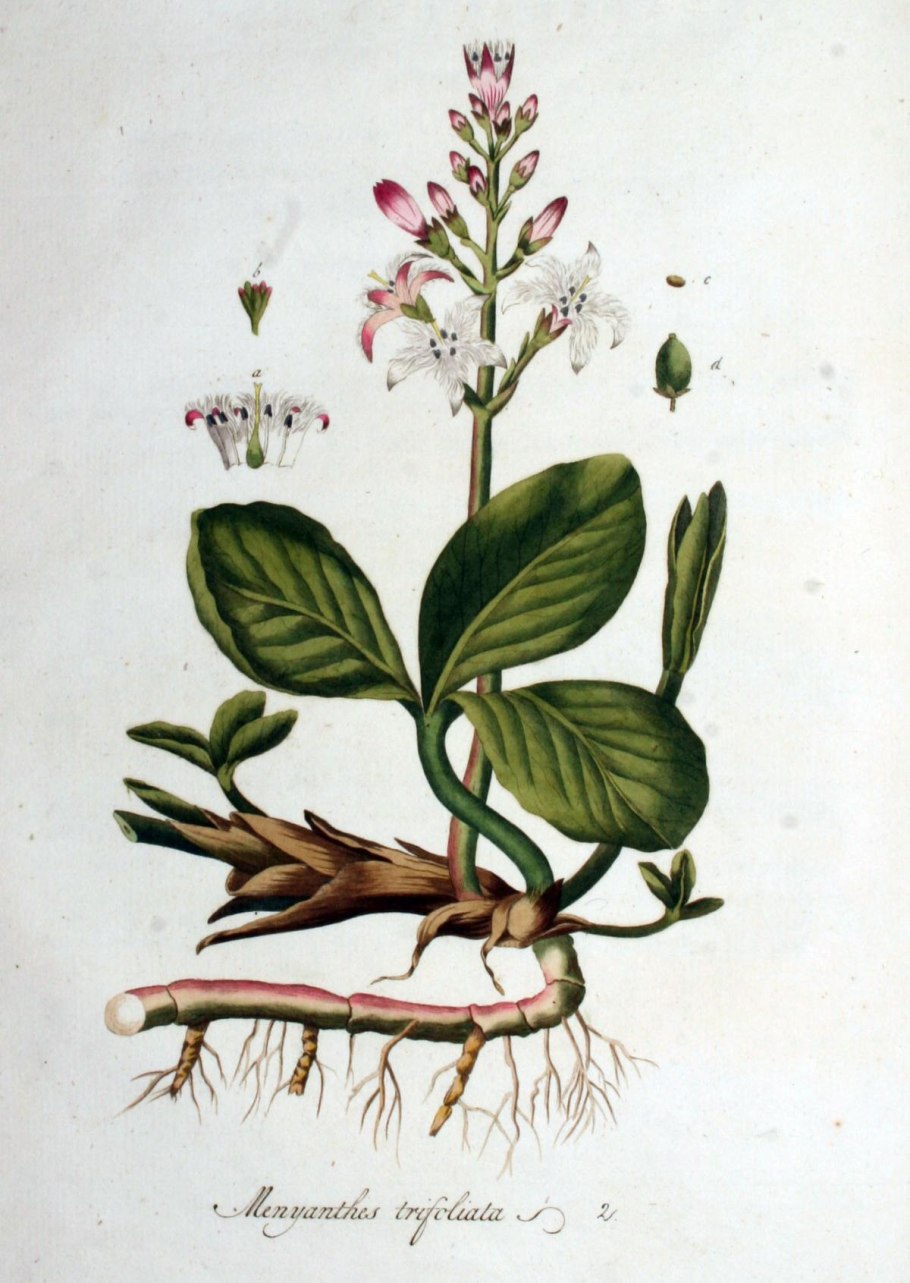 Вахта трехлистная (Menyanthes trifoliata)