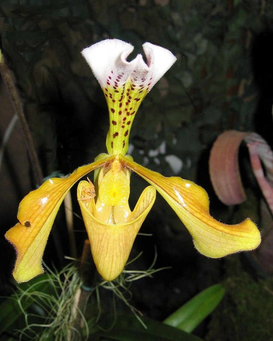 Paphiopedilum Bel Royal