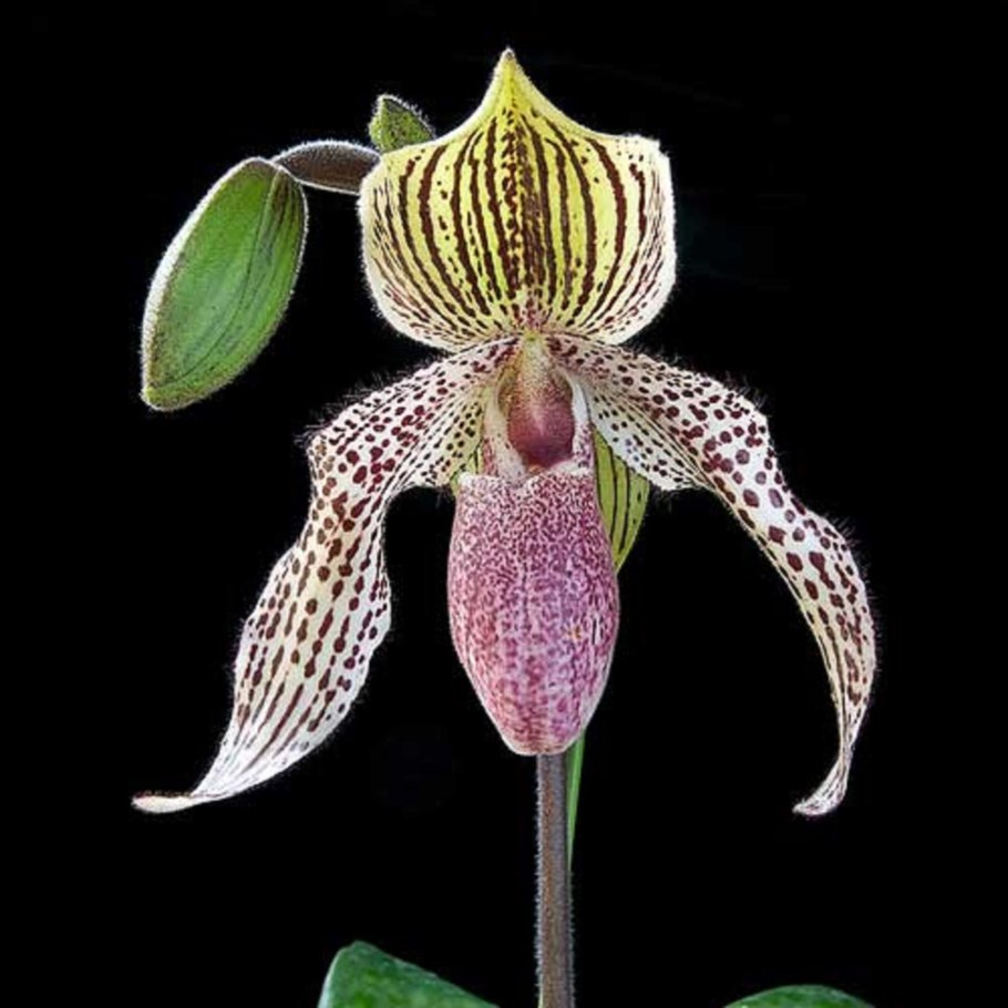 Paphiopedilum glaucophyllum x bellatulum
