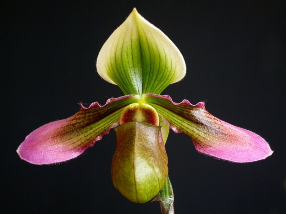 Paphiopedilum primulinum