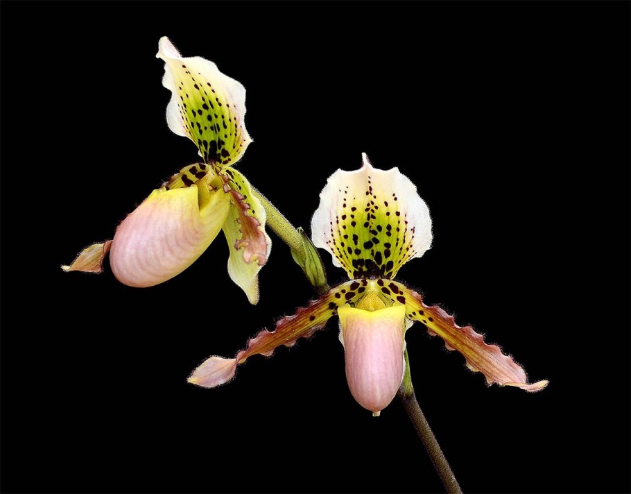Paphiopedilum Magic Lantern x emersonii